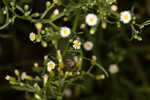 Canadian horseweed